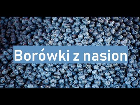 Jak wyhodować borówki z nasion oraz uprawa borówki czarnej/leśnej.