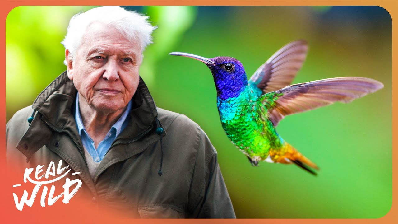 David Attenborough | The Secret Life of Hummingbirds | 4K