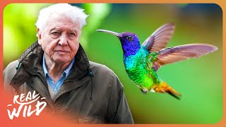 David Attenborough | The Secret Life of Hummingbirds | 4K #great backyard count #greatbackyardcount #bird gameplay video by alucas, 52:53 duration