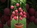 Mango Magic A Step By Step Guide To Growing Your Own Tree