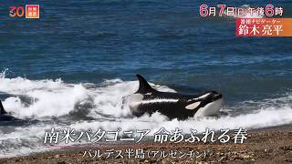 『世界遺産』6/7(日) バルデス半島〜南米パタゴニア命あふれる春【TBS】