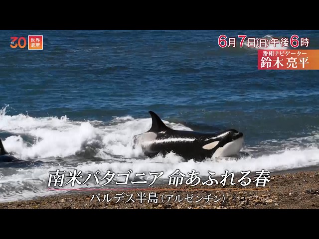 世界遺産〜アルゼンチン・生き物たちの命あふれる春🈖🈑