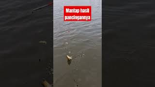 Download lagu Joran melengkung @MANCINGKOLAM11 #fishing #mancing #video #fyp mp3