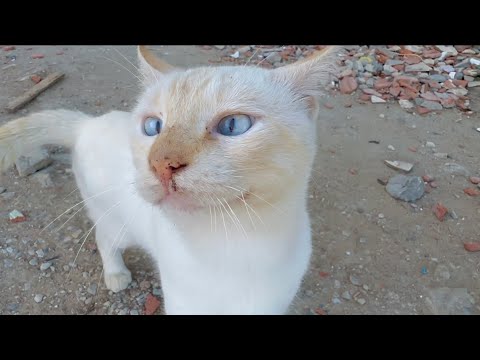 A cross-eyed stray cat is as cute as his friend.