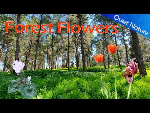 Quiet Nature – Wildflowers of Sharon: Iris, Tulips & Cyclamen