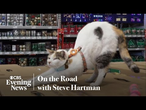 Lowe's employees go above and beyond to find beloved cat that disappeared onto freight truck