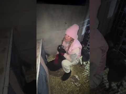 Doda Tak Pieski cieszą się z ocieplenia budy 💙