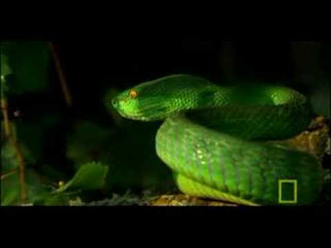 download lagu mp3 mp4 Green Viper, download lagu Green Viper gratis, unduh video klip Green Viper