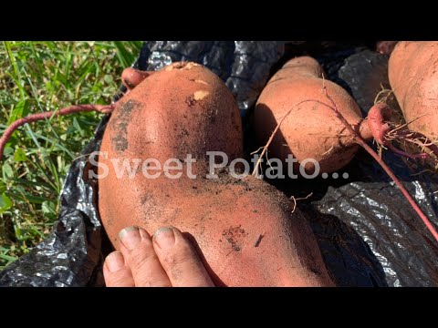 Planting Sweet Potatoes in a No-Dig Garden