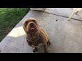 Red Nose Pitbull