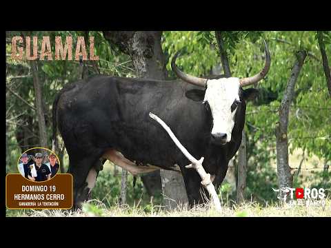 TOROS DE LA GANADERIA LA TENTACIÓN PARA LAS CORRALEJAS EN GUAMAL 2026