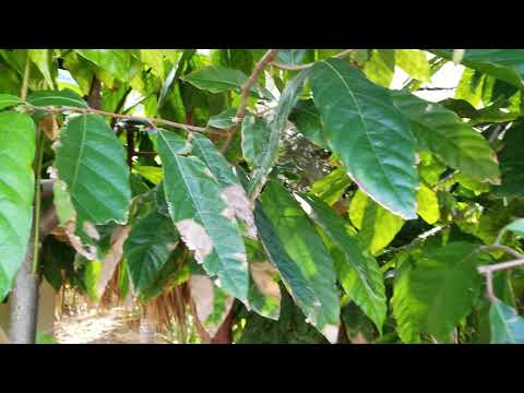 Chocolate trees in the Dominican Republic