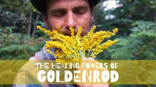 The Healing Powers of Goldenrod