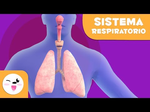 El sistema respiratorio | El cuerpo humano para niños