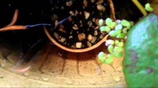 Down the Trail to Home Sweet Home - Charles Harrison