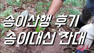 송이버섯 대신 잔대만. 초보 송이산행 후기.