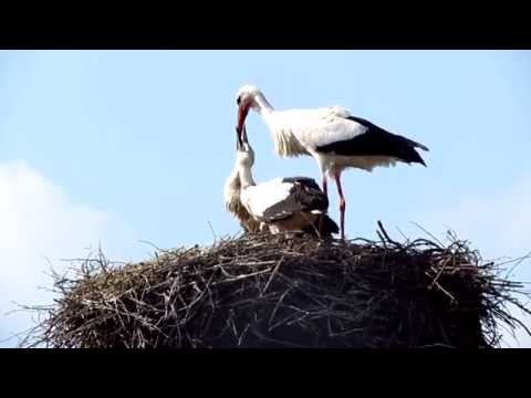 Störche Aulendorf - Fütterung und Training der Jungstörche - 2015-06-11