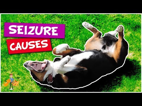 YouTube video about: Why give a dog vanilla ice cream after a seizure?