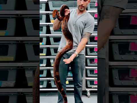 Boa growth rate! 5 months to 5 years. #reptiles #pet #snakes #viralvideo #boas #snakebite #followme
