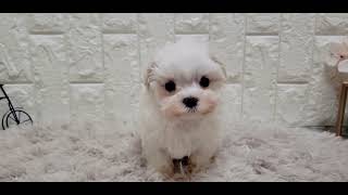 マルチーズの動画01