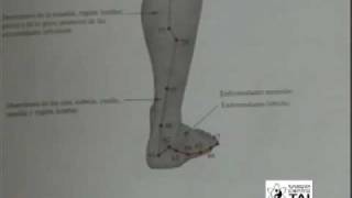 Meridianos de acupuntura miembros inferiores