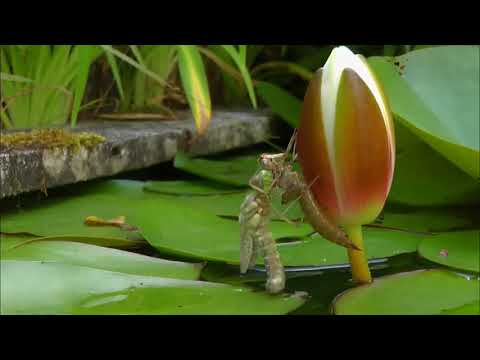 Eine Libelle schlüpft