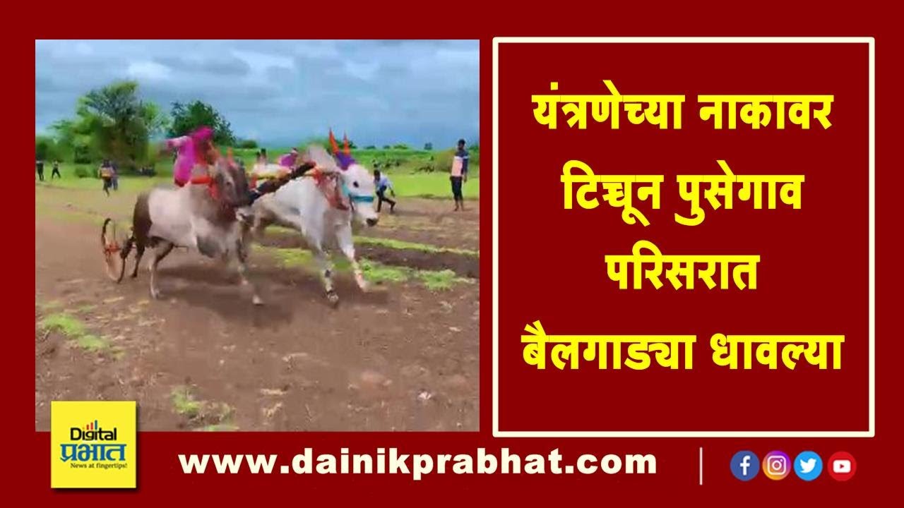 सातारा | यंत्रणेच्या नाकावर टिच्चून पुसेगाव परिसरात बैलगाड्या धावल्या