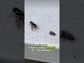 Jumping spider vs fly: brains over brawn#shorts #animals #wildlife #fyp