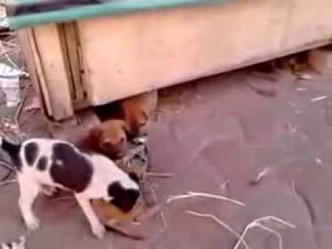 PUPPIES are playing together