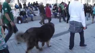 St-Paty&#39;s day walking with the dog in the crowd!!