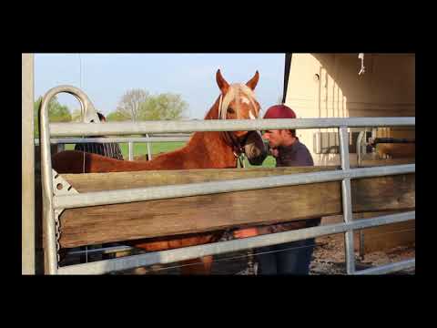 MUSTANG MAKEOVER 2018 // Update 1 TAG 3926 - Ankunft bei Tom Beetz