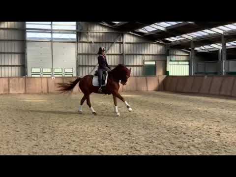 SOLD! Hieronymus (Bretton Woods x San Remo)