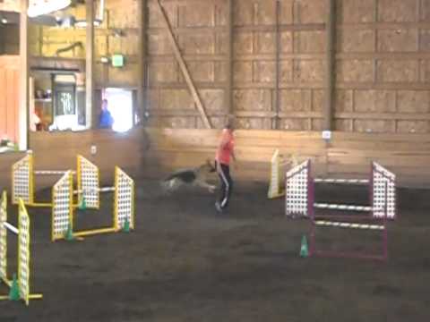 Tory - Lab Retriever Club AKC - Argus Ranch, Auburn, WA - JWW EX-B 1st Place