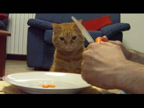 Do Cats love vegetables? - SISSI THE RED CAT