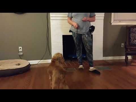 How to: clicker training your dog