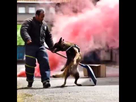 SVPBB TROPHEE CYNO 2017K9-CARDI ANOULD