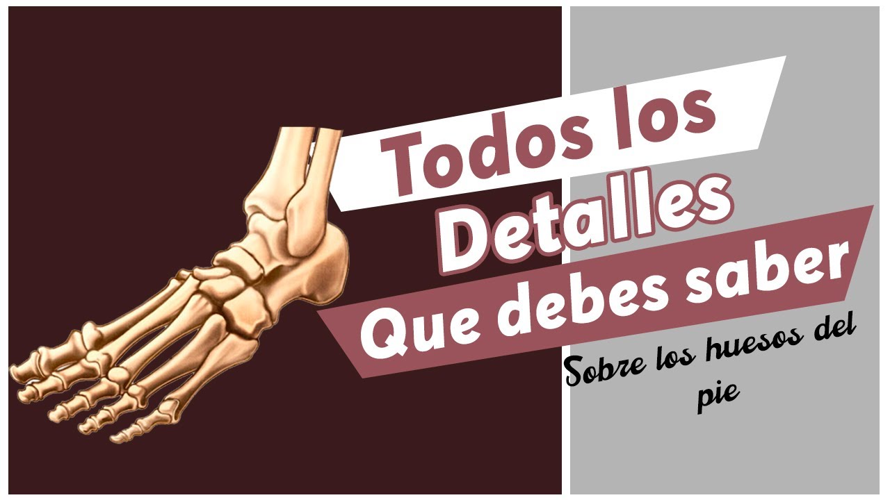Explicación de los huesos del pie COMPLETA