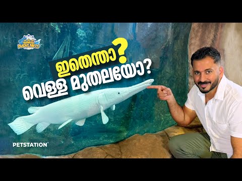 ഇവൻ ഇരപിടിക്കുന്നത്‌ കണ്ടിട്ടുണ്ടോ?? Platinum Ghar fish feeding 