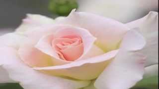 Mozart - Elvira Madigan (Piano Concerto No. 21)