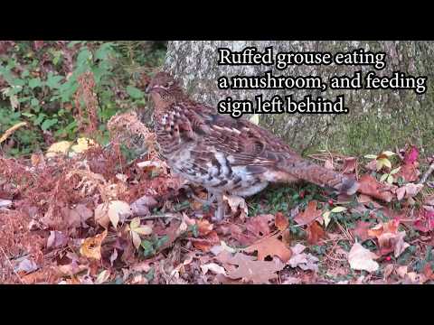 Ruffed Grouse Eating Mushroom