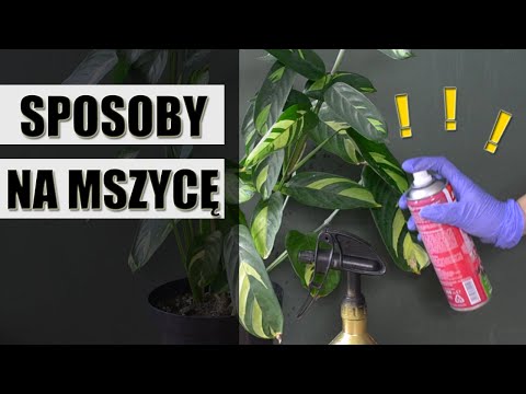 , title : 'Jak skutecznie walczyć z MSZYCĄ ? Sposoby na mszycę'