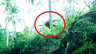 Unexplained Jungle Discoveries That Left Scientists Confused