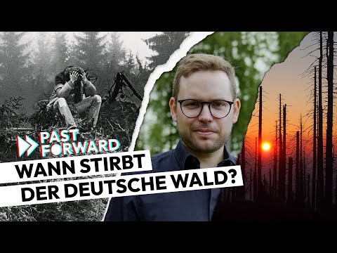 When will the German forest die? | Past-Forward | documentary