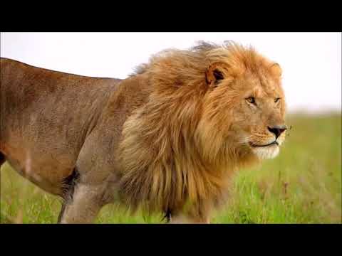 On the Last ~ Narcotic Chill