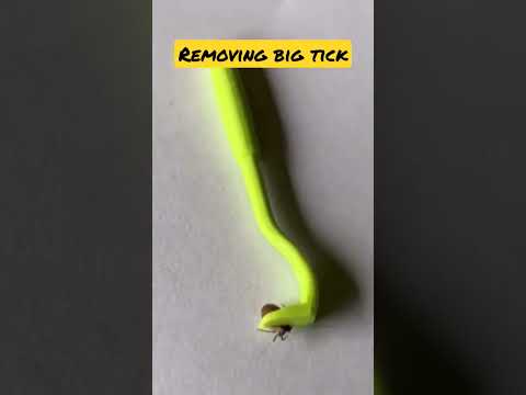 How to remove ticks from the cat l Part 3 #cat #shorts