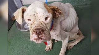 Dog On The Verge Of Death Is Given A Magnificent Second Chance At Life