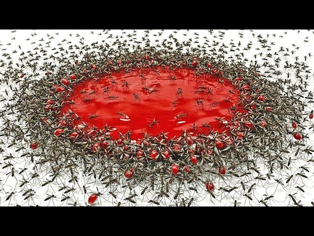 1,000 Mosquitoes vs. Blood SDDEFAULT Thumbnail