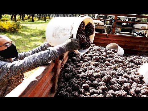 Awesome Pine Cultivation Technology - Pine Cone Harvesting Machine - Pine Nut Processing in Factory