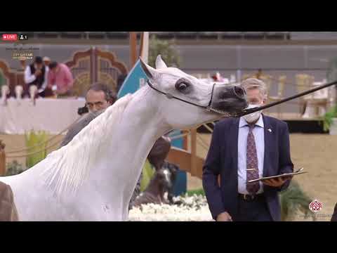 N 378 SAFIRA AL DOHUL   23rd Qatar National Arabian Horse Show   Mares 7 10 Years Old Class 10