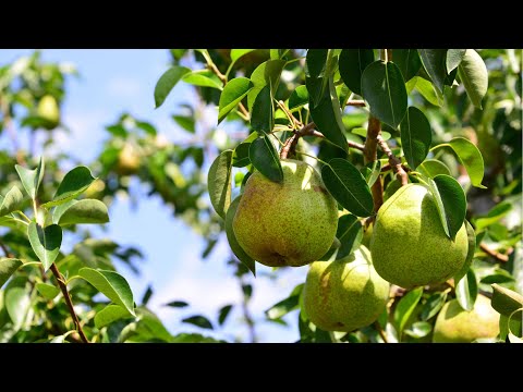 冷凍インドライラックはフランスのどこでも栽培できるのでしょうか、またどのように栽培すればよいのでしょうか?